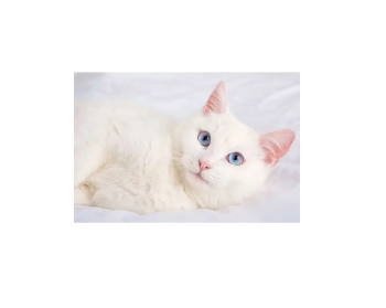 Beautifull Persian cat