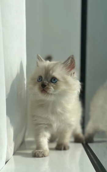 قطط في غاية الجمال للبيع