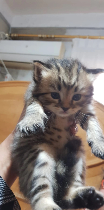 بيع قط ذكر شيرازى شانشيلا