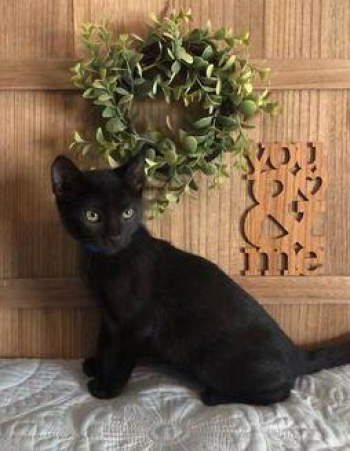 CHEYENNE Domestic Shorthair Young Female in West Palm Beach, Florida