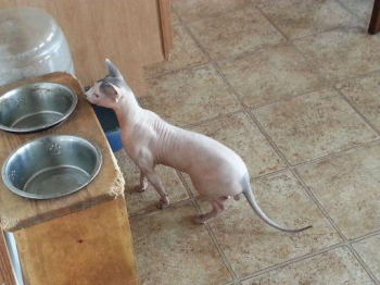 Sphynx hairless cat for sale in Hainesville, Illinois