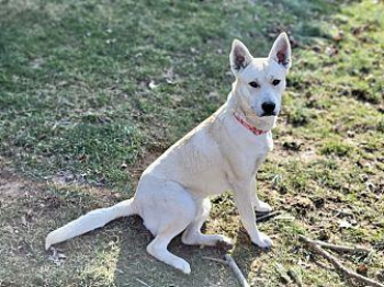 Teddy Shepherd (Unknown Type) Young Male in Greenlawn, New York