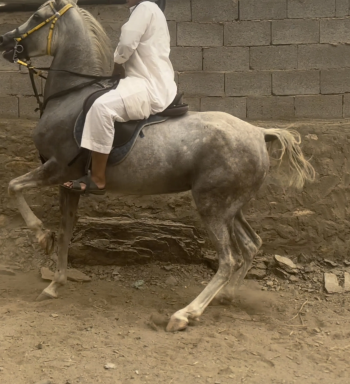 فرس كفو للبيع