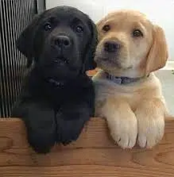 labrador puppies is available