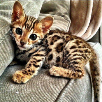 Bengal kittens