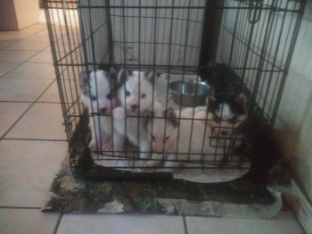 Great Pyrenees husky mix