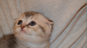 سكوتش فولد و ستريت