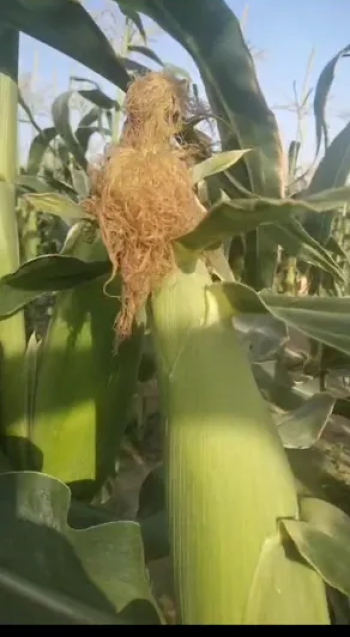 محبس ذره حلوه طازج للبيع