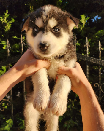 puppy pure husky