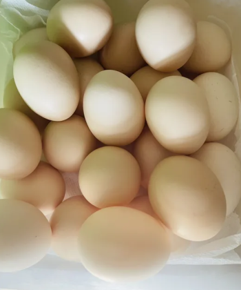 Home organic eggs , no antibiotics