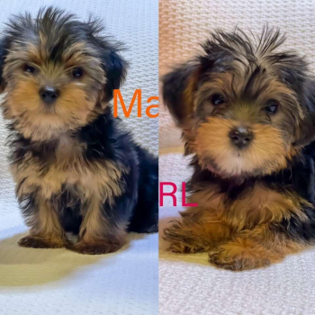 Toy AKC (Yorkie) Yorkshire Terrier Puppies READY