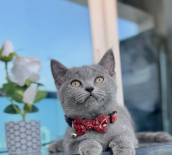 british shorthair ,vaccinated with passport & all tools ,visit us or cash on delivery