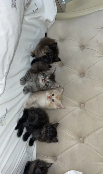 Male$female Main coon