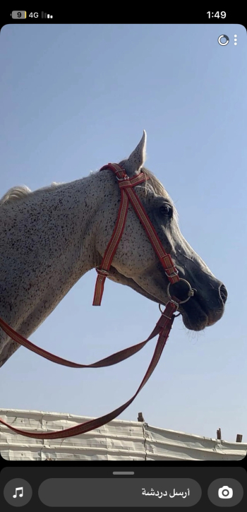 حصان للبيع