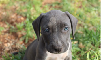 pitbul blue nos