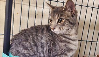 DIMPLES Domestic Shorthair Young Female in Smithtown, New York