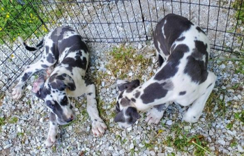 Outstanding Great Danes