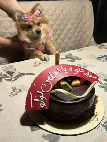 كلب بومرينيان وولف فيس Pomeranian Wolf Face