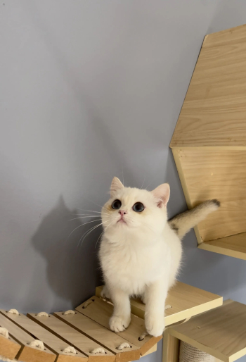 ذكر بريتيش شورت هير اللون ny1133 قولدن بوينت