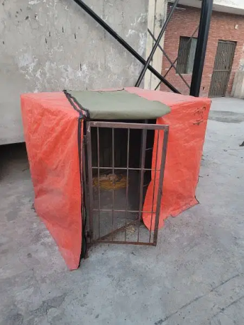Dogs cage