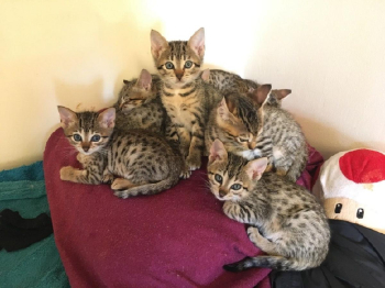 Outstanding Savannah kittens are now ready to pick up ,