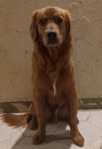 جولدن رتريفير