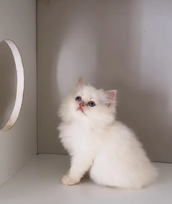 قطط هيمالايا بيور للبيع