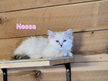 Hypoallergenic Siberian Kittens