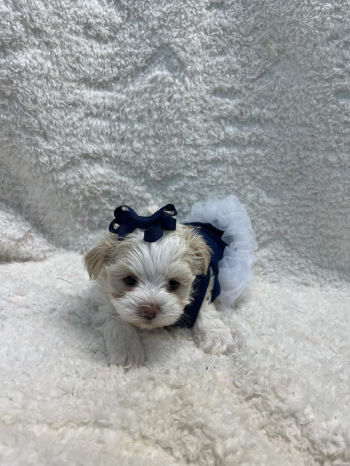 Morkie female Charlotte