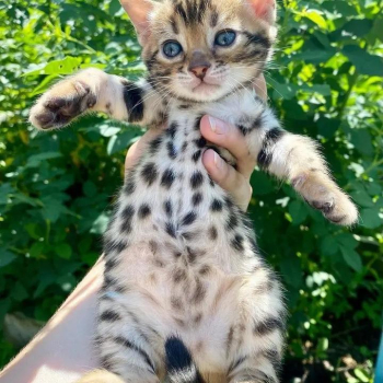 savanah cats available text at (615) 864-0451