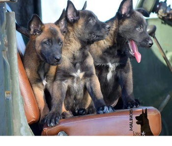 Malinois Puppies