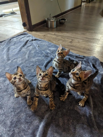 Bengal Kittens