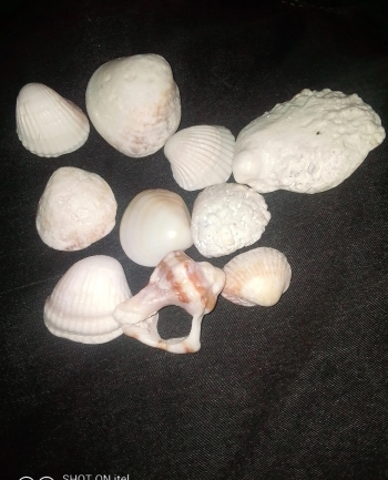 صدف بحري للحمام