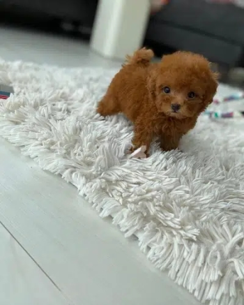 Lovely Teacup Poodle