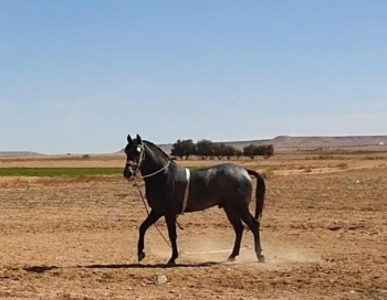 حصان عربي بربري للبيع
