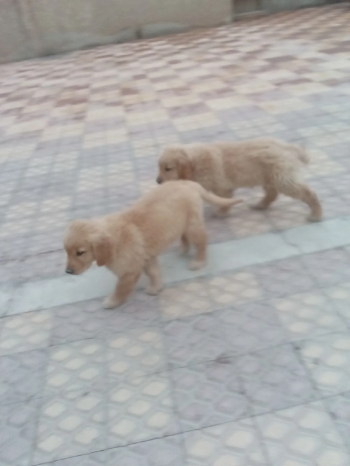 حيوانات للبيع في الرياض السعودية