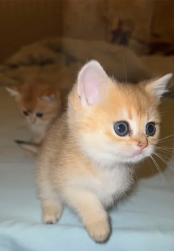 سكوتش شانشيلا ny12+ny11