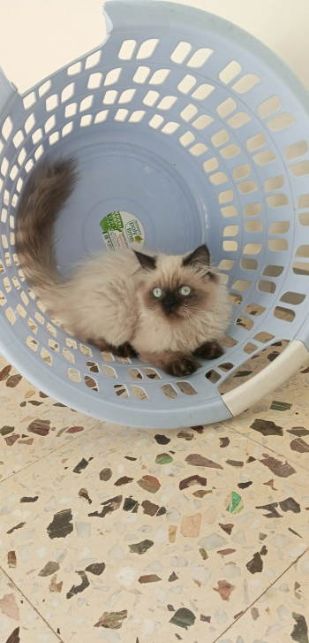 قطط رائعه للبيع