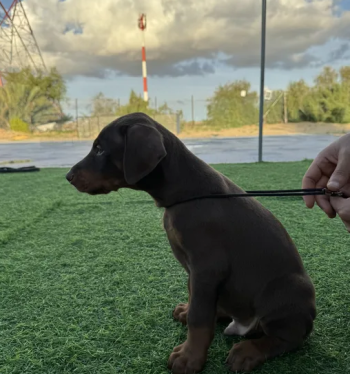 Doberman Puppy available 40 days 3 male 3 female
