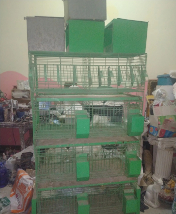 سلاكة حمام او عصفير او فراخ او قرانب