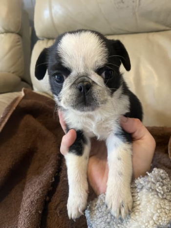 Purebred Registered Pug Puppies