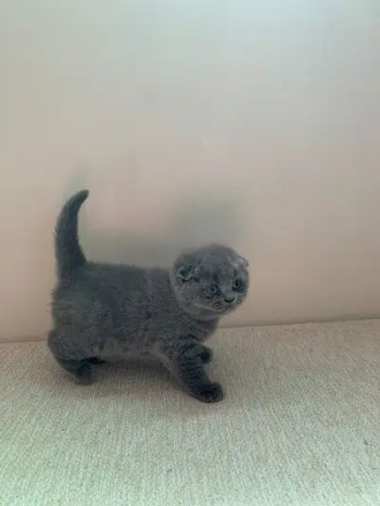 blue Scottish fold