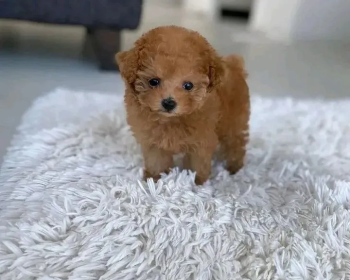 Mini Toy Poodle