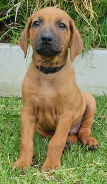 ANKC Rhodesian Ridgeback Pups