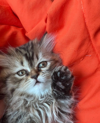 قط شيرازي للبيع