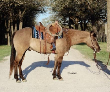 MR MAGIC FAITH ~ 2016 GRULLO GELDING ~ BROKE & GENTLE!