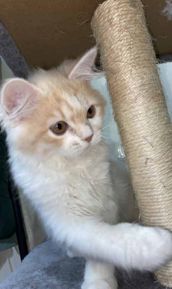 قط شيرازي للبيع