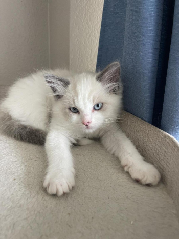 Ragdoll kitten