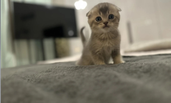 Scottish Fold Kitten 50 Days Old