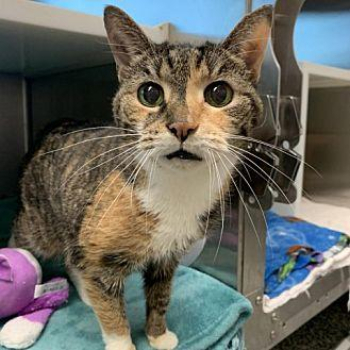 Pepper Anne Domestic Shorthair Senior Female in Fairport, New York